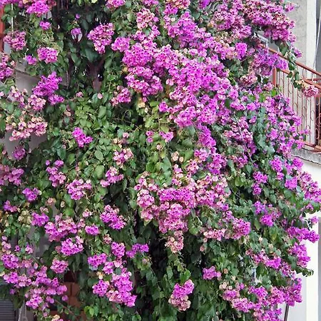 Primasrima 아파트 보디체