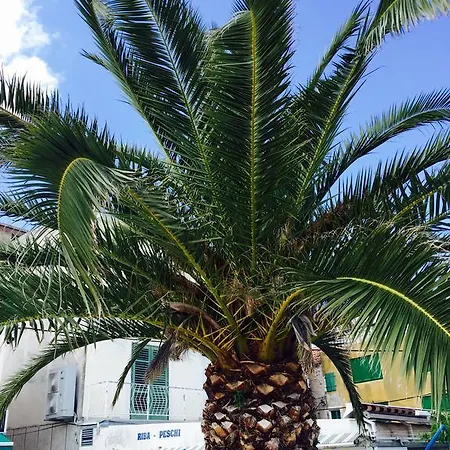 Primasrima