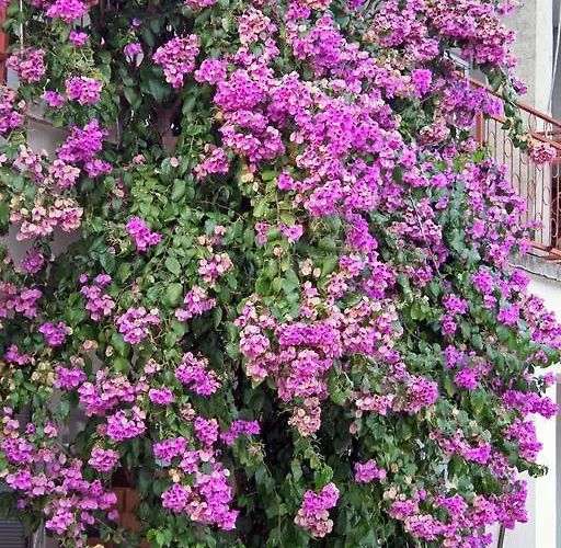 Primasrima Apartament Vodice